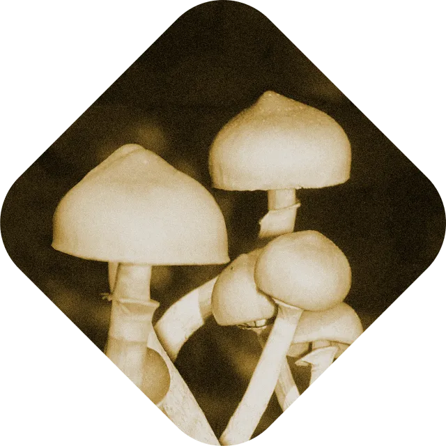 Psilocybin mushrooms